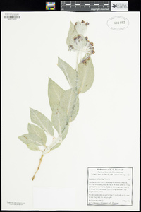 Asclepias californica subsp. californica image