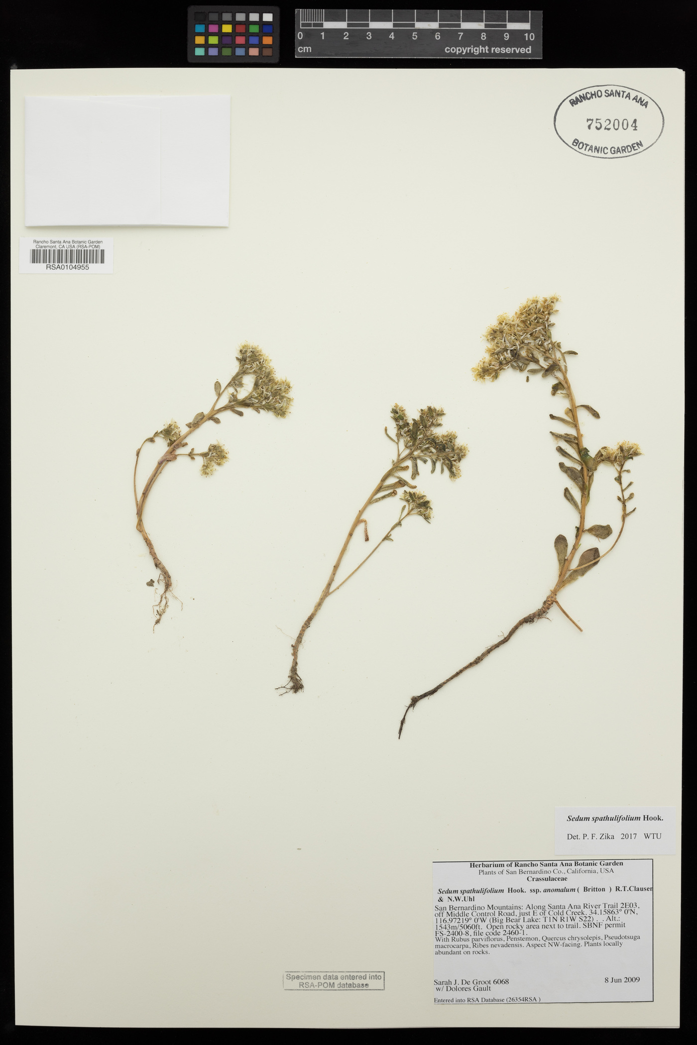 Sedum spathulifolium subsp. anomalum image