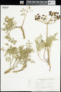 Lomatium insulare image