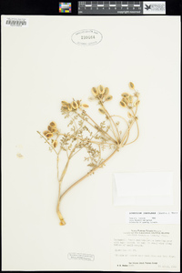 Lomatium insulare image