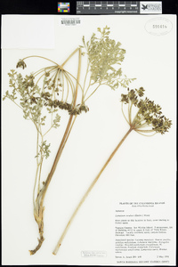 Lomatium insulare image