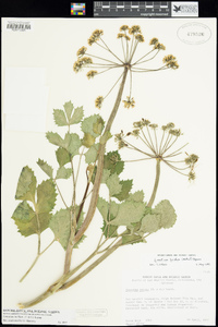 Lomatium lucidum image