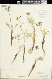 Lomatium nevadense var. parishii image