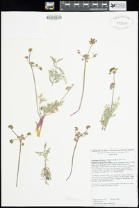 Lomatium nevadense var. parishii image