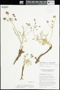 Lomatium nevadense image