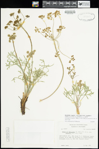 Lomatium nevadense image