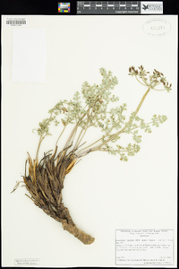 Lomatium rigidum image