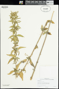 Urtica dioica image