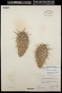 Opuntia polyacantha var. hystricina image