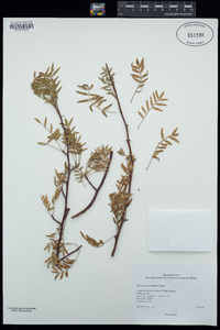 Bursera microphylla image