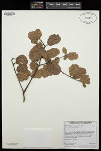 Quercus agrifolia image