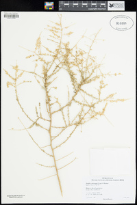 Atriplex polycarpa image