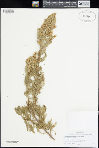 Chamaebatiaria millefolium image