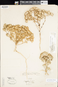 Eriastrum pluriflorum subsp. albifaux image