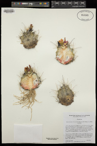 Sclerocactus cloverae image