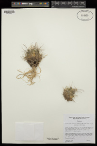 Sclerocactus cloverae subsp. brackii image