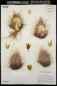 Sclerocactus parviflorus subsp. terrae-canyonae image
