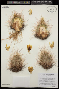 Sclerocactus parviflorus image