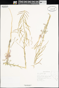 Arabis pulchra var. gracilis image