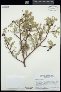 Bursera microphylla image