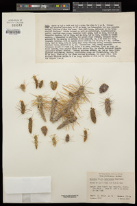 Opuntia clavellina image
