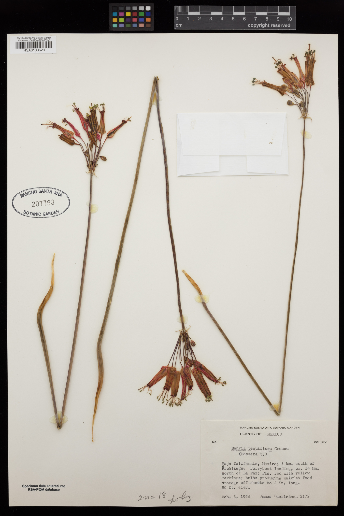 Behria tenuiflora image
