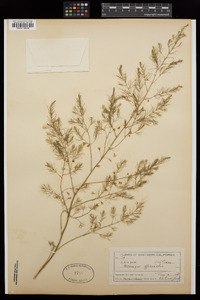 Asparagus officinalis image