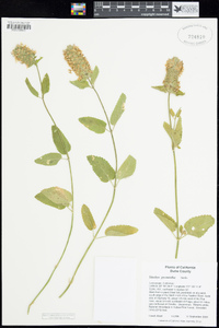 Stachys pycnantha image