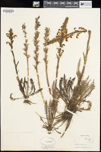 Pedicularis parryi image