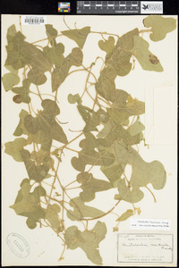 Aristolochia monticola image
