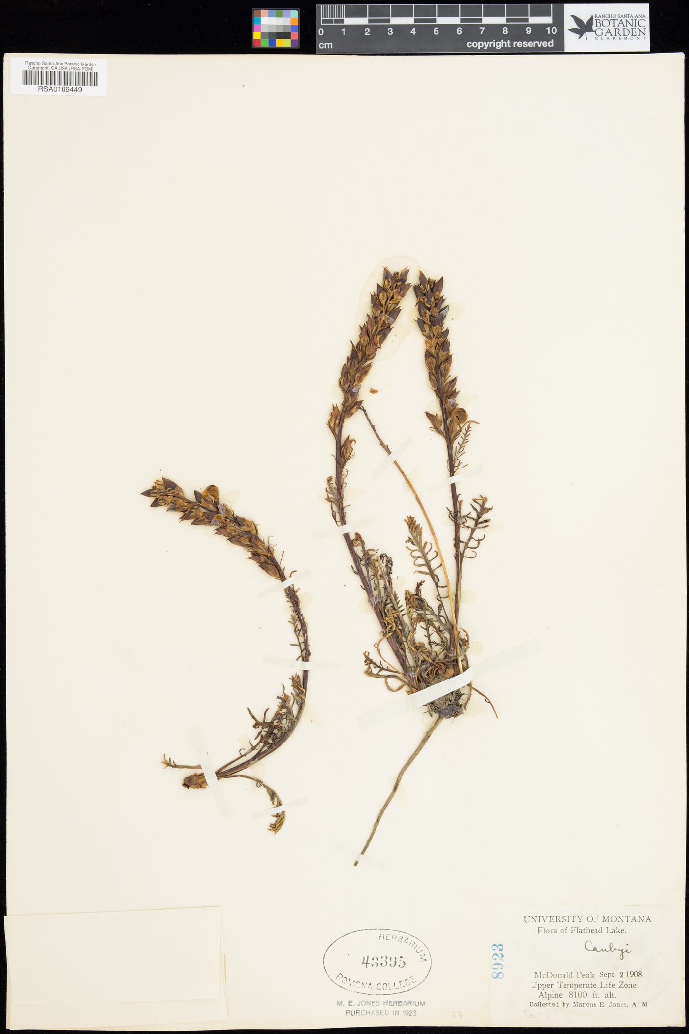 Pedicularis bracteosa var. canbyi image