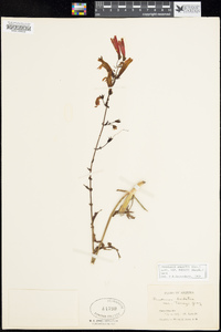 Penstemon barbatus image