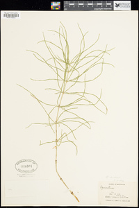 Equisetum arvense image