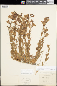 Penstemon leonardii image