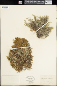 Selaginella rupestris image