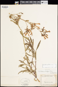 Penstemon rostriflorus image