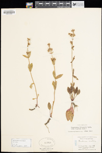 Penstemon wilcoxii image