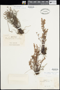 Argyrochosma limitanea image