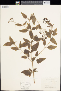 Scrophularia parviflora image