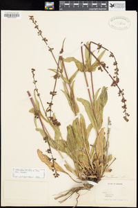 Penstemon eatonii subsp. eatonii image