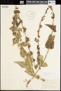 Penstemon eatonii var. undosus image