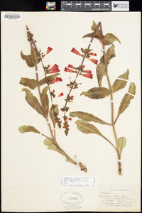 Penstemon eatonii image