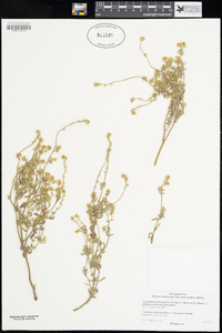 Cryptantha muricata var. denticulata image