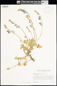 Sidalcea neomexicana subsp. thurberi image