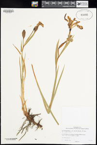 Iris hartwegii subsp. australis image