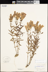 Penstemon lyallii image