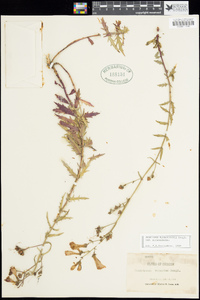 Penstemon richardsonii var. richardsonii image