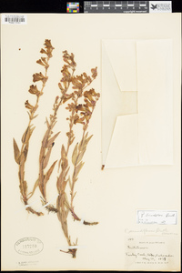 Penstemon secundiflorus image