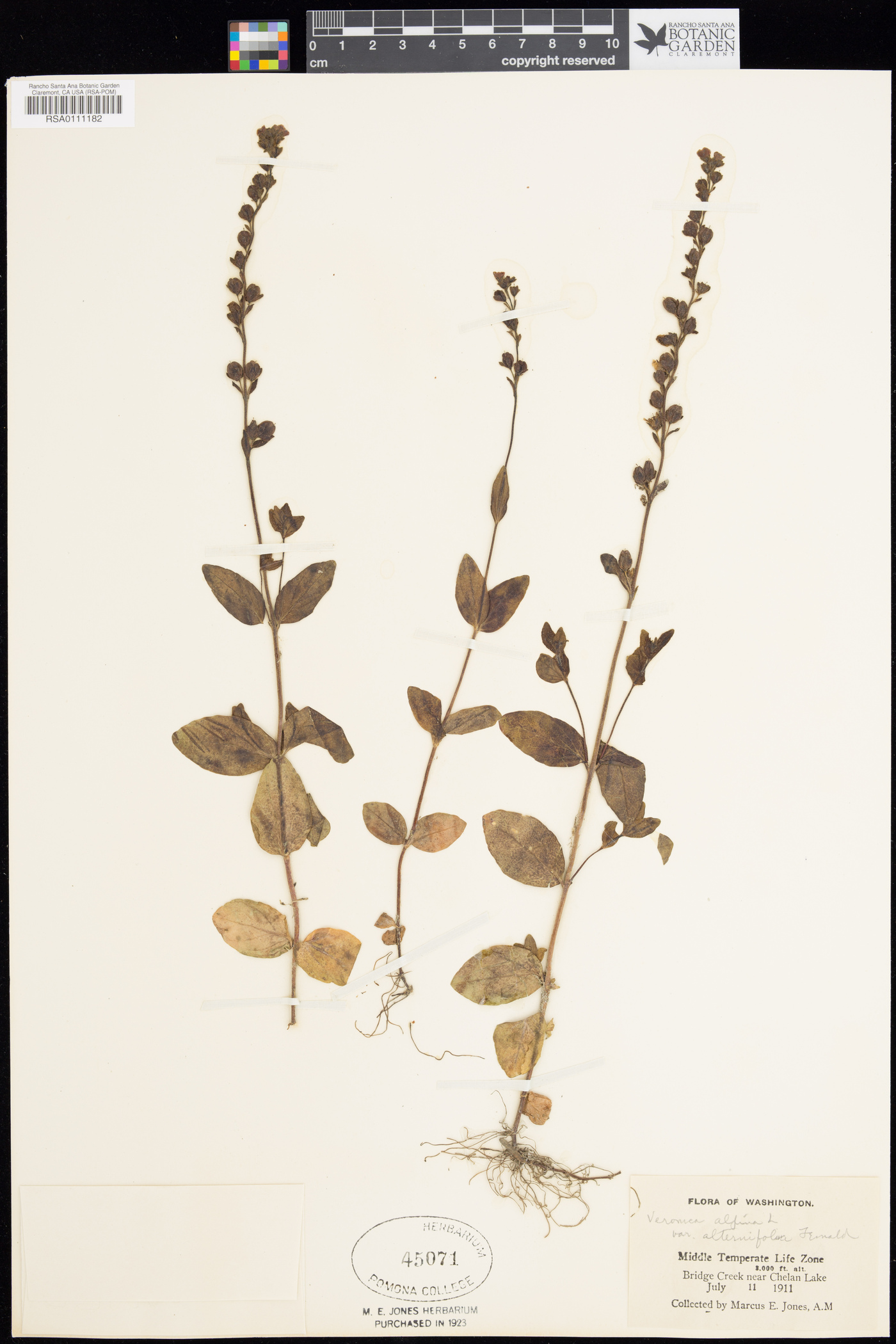 Veronica wormskjoldii subsp. nutans image