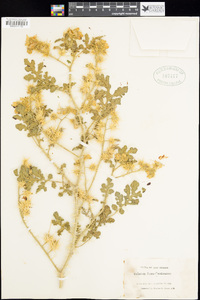 Solanum novomexicanum image